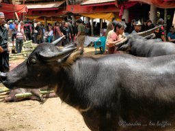 Toraja